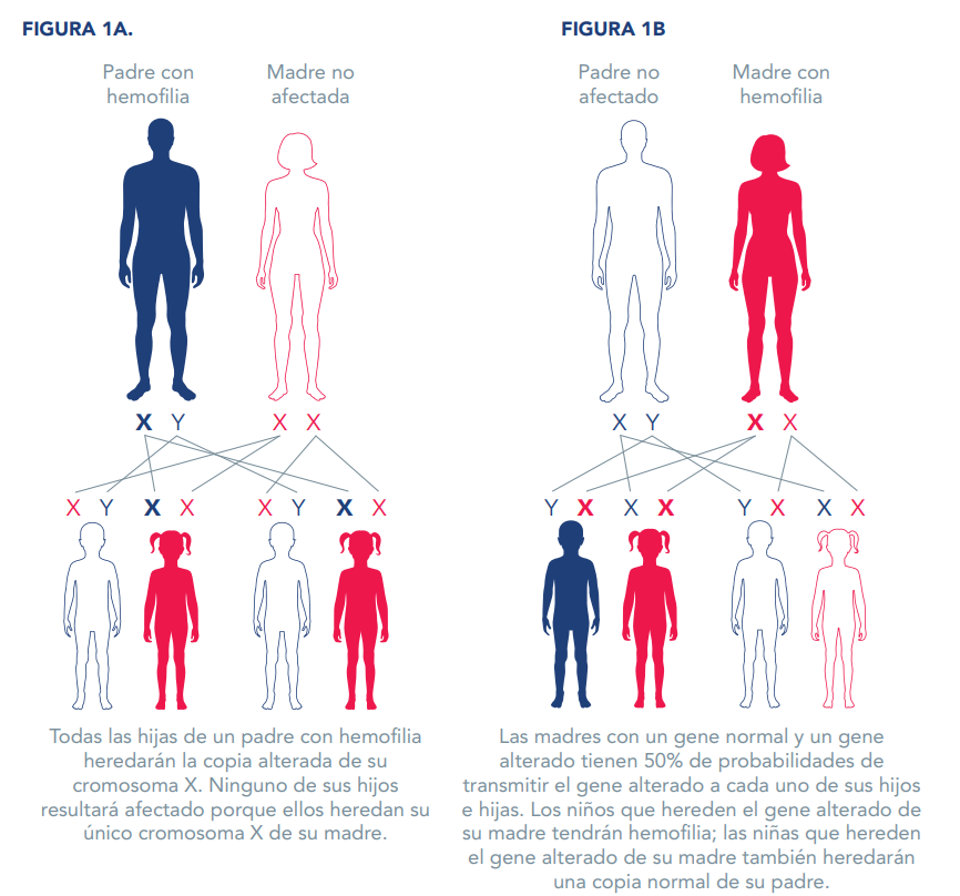 ¿Cómo se contrae la hemofilia?